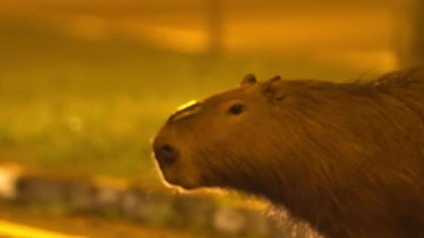 Αυτοκίνητα Που Περνούν Κοντά Από Capybara Προειδοποίηση Ατυχήματος — Αρχείο Βίντεο