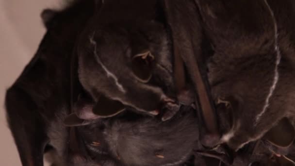 Group Bats Closeup Moving Ears While Sleeping Together — ストック動画