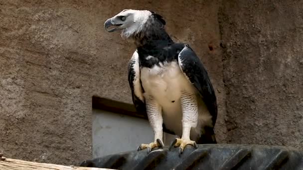 Harpy Eagle Harpia Harpyja Neotropical Species Eagle Also Called American — Stockvideo