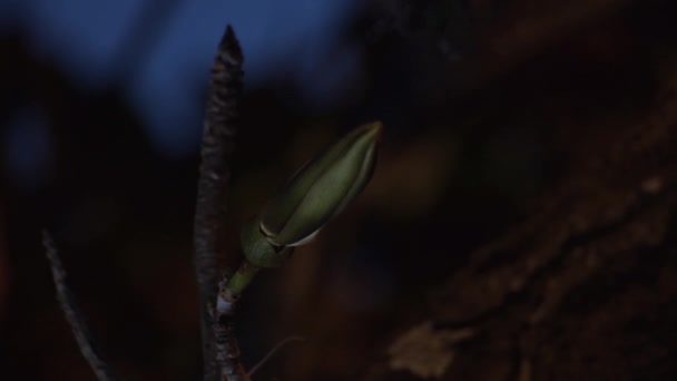 Bombacaeae Blume Explosion Öffnet Timelipse Und Ein Kolibri Scheint Nektar — Stockvideo