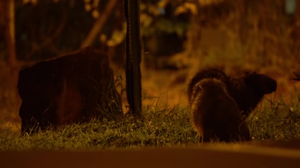 Capybaras Eating Grass Night Avenue Full Cars — Stock videók