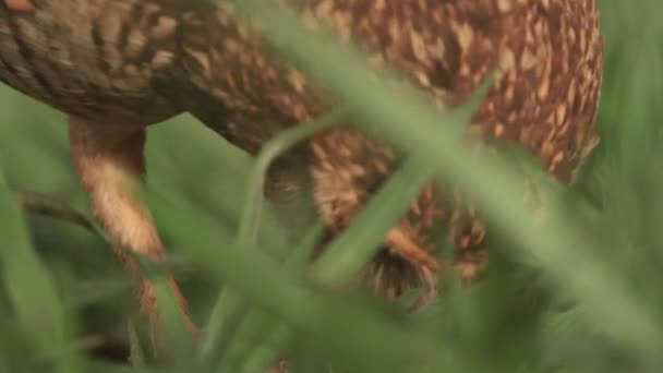 Burrowing Owl Tearing Apart Piece Meat Dead Animal Fps — Stock video