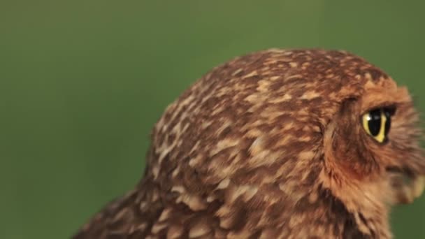 Burrowing Owl Adult Face Portrait Moving Head While Eating Mice — 图库视频影像