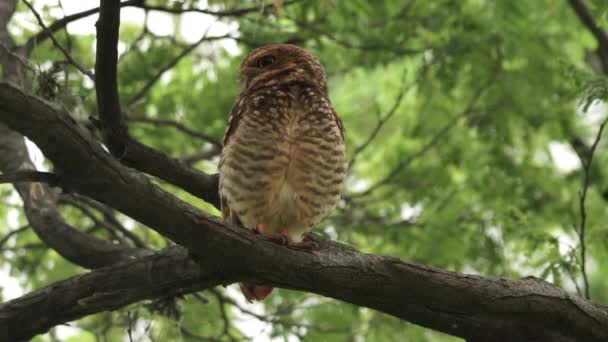 Burrowing Owl Male Adult Tree Branch Looking — Stock video