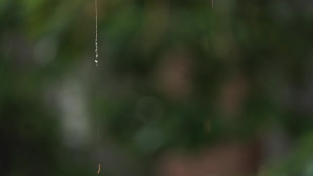 Caterpillar Silk Line Hanging Background Out Focus — Vídeo de Stock
