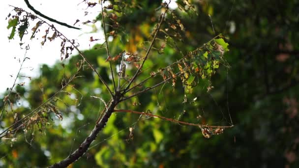 Whole Twig Leaves Being Predated Caterpillars — Vídeo de Stock