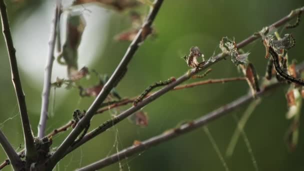 Raupen Fressen Schwer Einen Baum Und Fressen Alle Blätter — Stockvideo