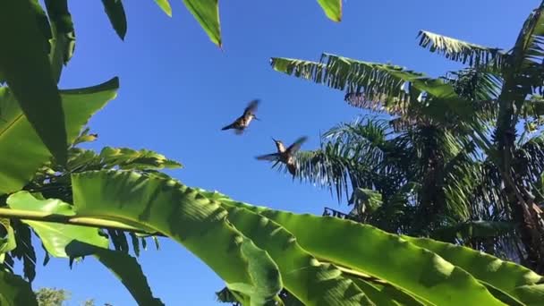 Two Young Hummingbirds Performing Pre Mating Flight Face Each Other — 비디오