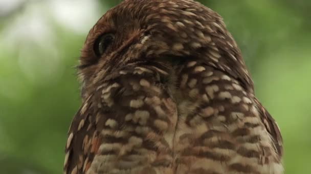 Burrowing Owl Moving Twisting Head Sides Very Flexible Neck Slow — Vídeos de Stock