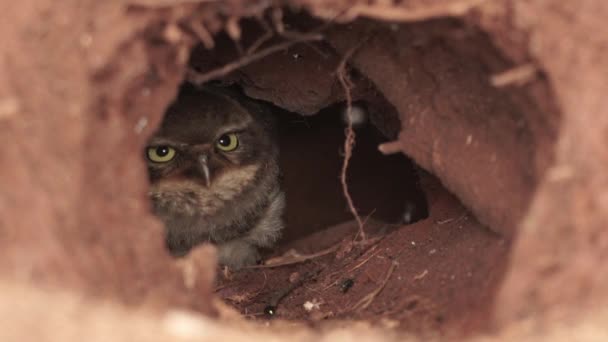 Burrowing Owl Chick Resting Nest Grumpy Face Looking Front Blinking — Stockvideo