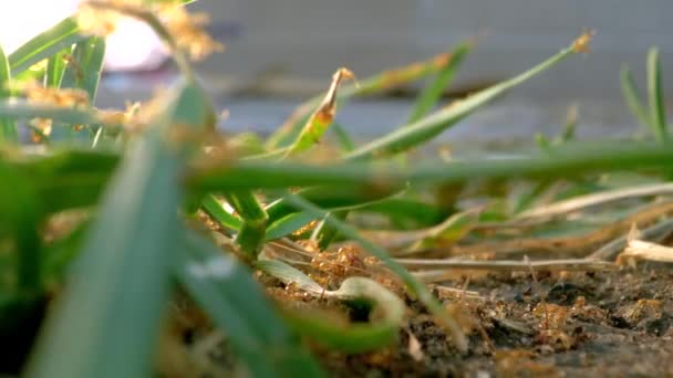 Colony Yellowish Gold Ants Grass Patch Lawn Suburbs — Αρχείο Βίντεο