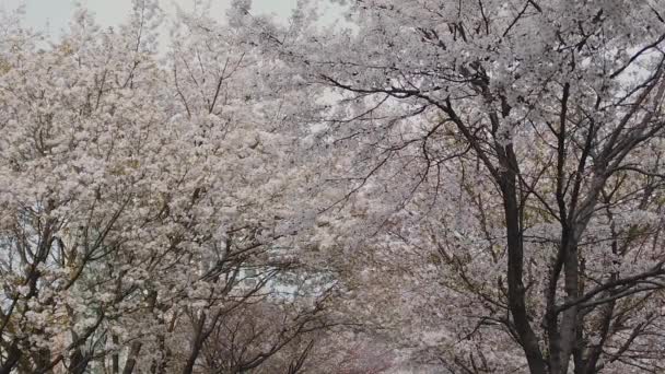 Blooming Korean Cherry Blossom Trees Spring — Stockvideo