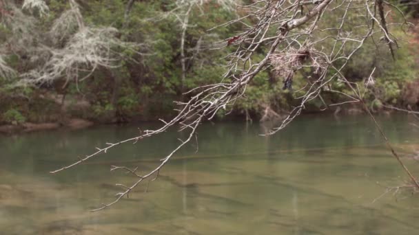 Metsässä Virtaava Joki — kuvapankkivideo