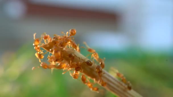 Macro Close Lot Ants Walking Blade Grass Grouping Edge Walking — Vídeo de Stock