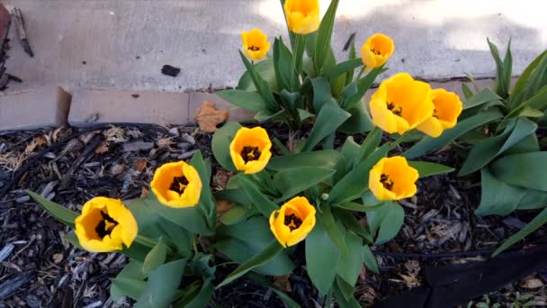 Een Groep Tulpen Die Morgens Opengaat Versnelt Time Lapse — Stockvideo