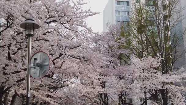 Flores Cerezo Paisaje Urbano Seúl Pedestal Hacia Abajo — Vídeos de Stock