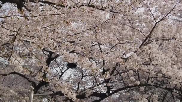 Fiori Ciliegio Sakura Close Rallentatore — Video Stock