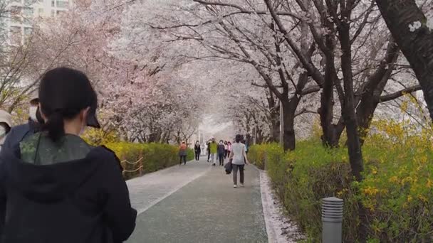 People Stroll Cherry Blossom Trees Seoul Korea Slow Motion — ストック動画