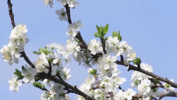 Plum Blossom Blue Sky — Vídeos de Stock