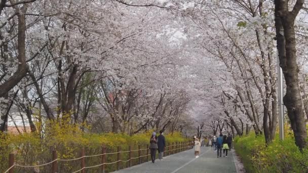 People Walking Park Blossoming Cherry Petals Flying Trees Seoul Korea — Αρχείο Βίντεο