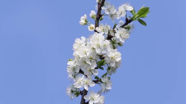 Flor Ciruelo Primavera Contra Cielo Azul Reino Unido — Vídeos de Stock