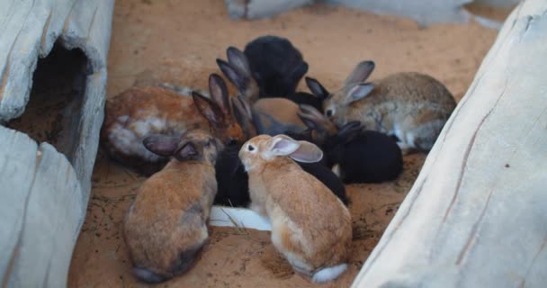 Group Fluffy Bunnies Eating Together Beautiful Shot — Video