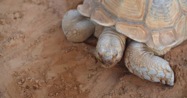 Close Shot Old African Turtle While Shrinking Its Head Shell — Stock videók