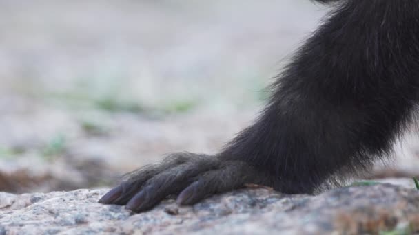 Capuchin Monkey Legs Arms Hands Closeups Showing Its Nails While — Stockvideo