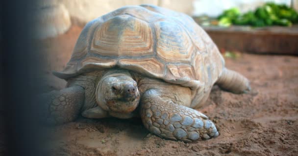 Very Old African Turtle Moving Very Slow Motion Medium Close — Vídeo de Stock