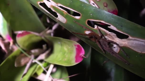 Araignée Armée Araignée Errante Brésilienne Araignée Bananière Sur Une Feuille — Video