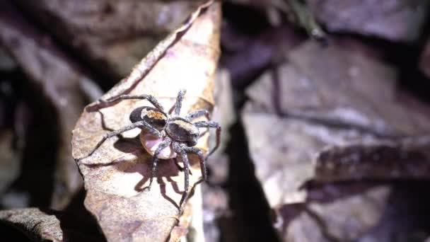 Wolf Spider Holding Egg Sac Forest Floor Dry Leaves Flashlight — Stockvideo