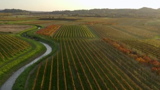 Descending Aerial View Scenic Golden Yellow Vineyards Autumn Sunset — Stockvideo