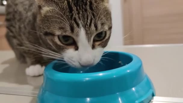 Close Footage Cute Tabby Cat Eating Pet Food Bowl — Vídeos de Stock