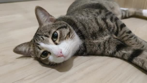 Bonito Gato Sonolento Tabby Deitado Chão — Vídeo de Stock