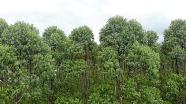 Eucalyptus Plantation Brazil Cellulose Paper Agriculture Birdseye Drone View Eucalyptus — Stockvideo