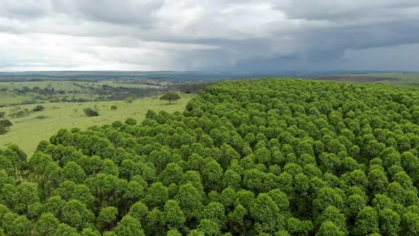 Eucalyptus Plantation Brazil Cellulose Paper Agriculture Birdseye Drone View Eucalyptus — Vídeos de Stock