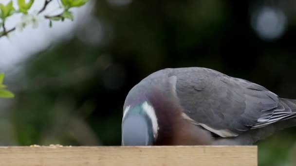 Woodpigeon Columba Palumbus Feeding Bird Table — Stock video