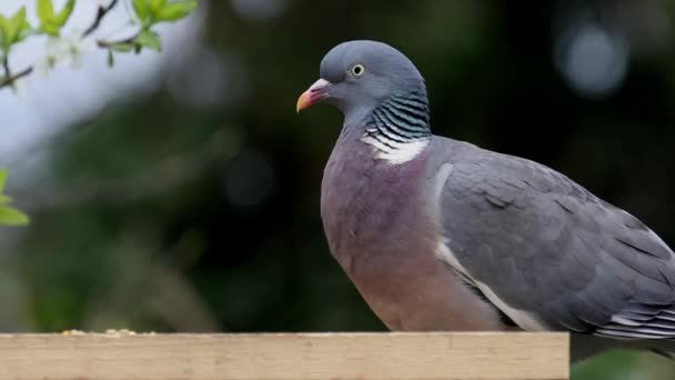 Περιστέρι Columba Palumbus Τρέφεται Τραπέζι Πουλιών Στον Κήπο Ηνωμένο Βασίλειο — Αρχείο Βίντεο