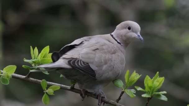 Collared Dove Streptopelia Decaocto Single Adult Bird Fruit Tree Early — ストック動画