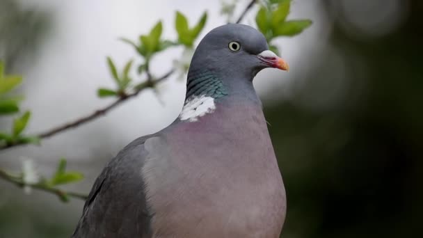 Woodpigeon Columba Palumbus Closeup Adult Bird — Stockvideo