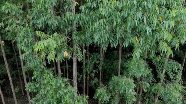 Eucalyptus Plantation Brazil Cellulose Paper Agriculture Birdseye Drone View Eucalyptus — Stockvideo