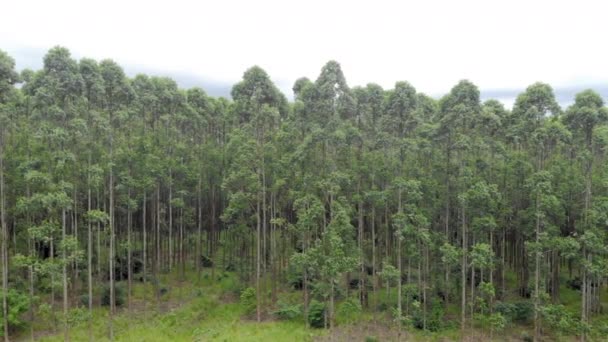 Eucalyptus Plantation Brazil Cellulose Paper Agriculture Birdseye Drone View Eucalyptus — Stok video