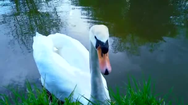 British Swan Canel Side — 图库视频影像