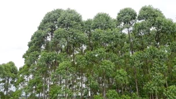 Plantación Eucalipto Brasil Agricultura Papel Celulosa Vista Del Dron Birdseye — Vídeos de Stock