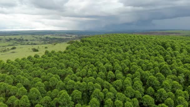 Eucalyptus Plantation Brazil Cellulose Paper Agriculture Birdseye Drone View Eucalyptus — Stockvideo