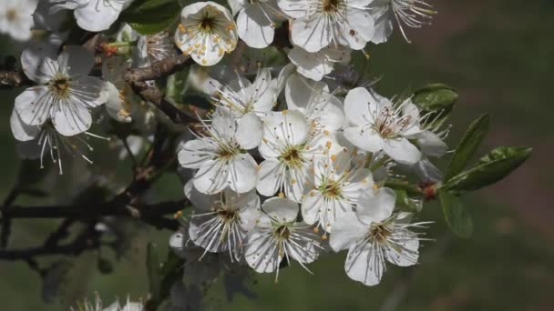 Closeup Blackthorn Blossom Prunus Spinosa Spring — Vídeos de Stock
