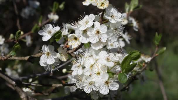Closeup Blackthorn Blossom Prunus Spinosa April — 图库视频影像