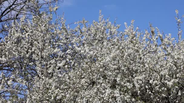 Blackthorn Tree Sloe Prunus Spinosa Flower Spring — Video Stock