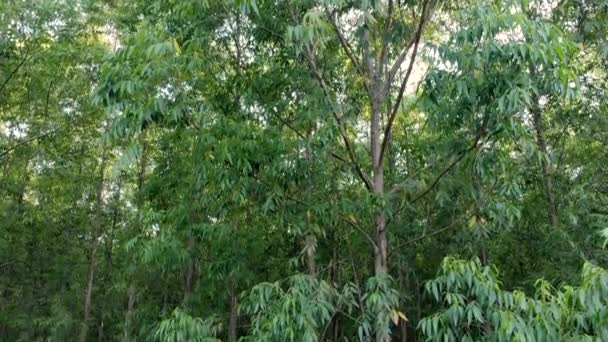 Eucalyptus Plantation Brazil Cellulose Paper Agriculture Birdseye Drone View Eucalyptus — Stock Video