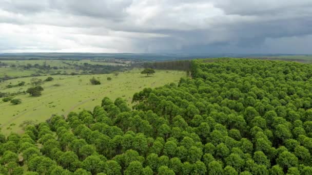 Eucalyptus Plantation Brazil Cellulose Paper Agriculture Birdseye Drone View Eucalyptus — 图库视频影像